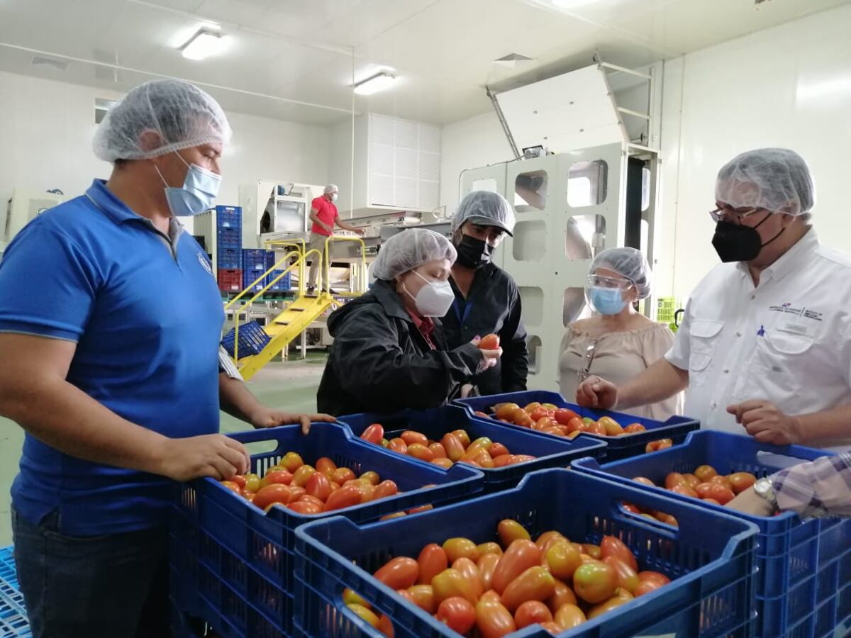 Compra de tomate a productores chiricanos supera los 50 mil dólares