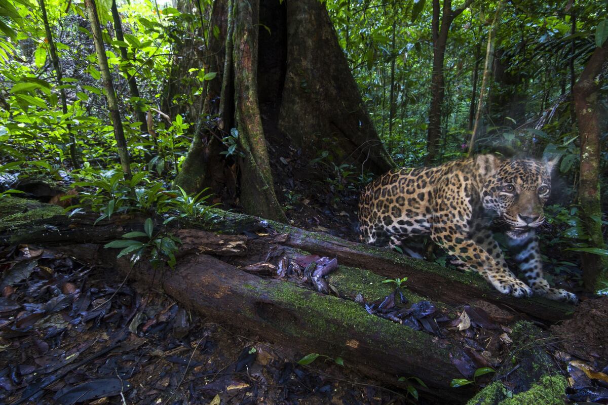 Capturan imágenes de alta resolución de jaguares cerca del Amazonas