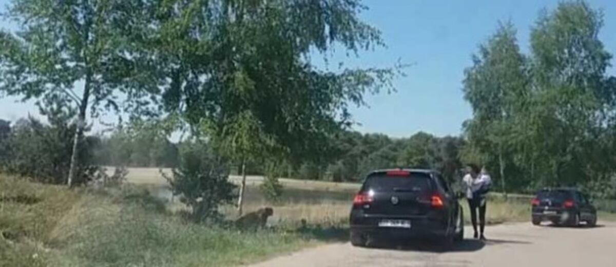 (Video) Tremendo susto se llevó esta mujer con su hijo al ser seguida por chitas
