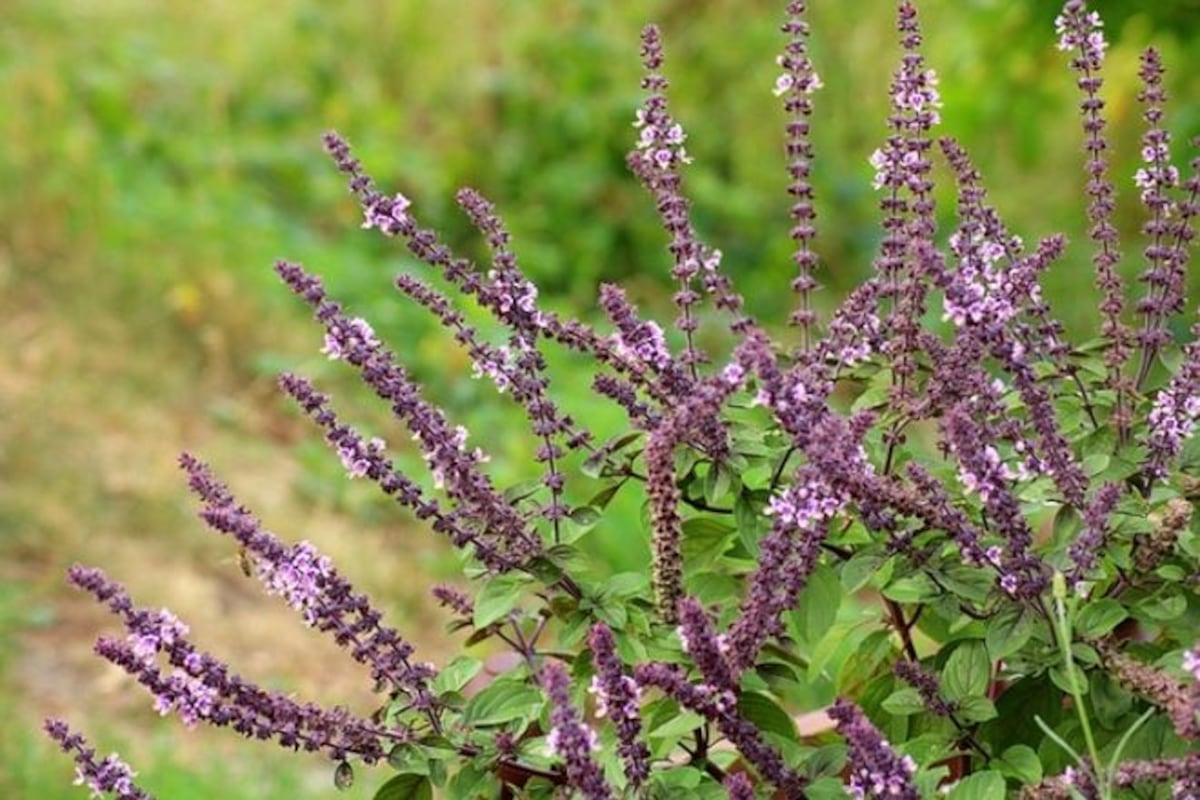 Estos son los increíbles beneficios de la salvia