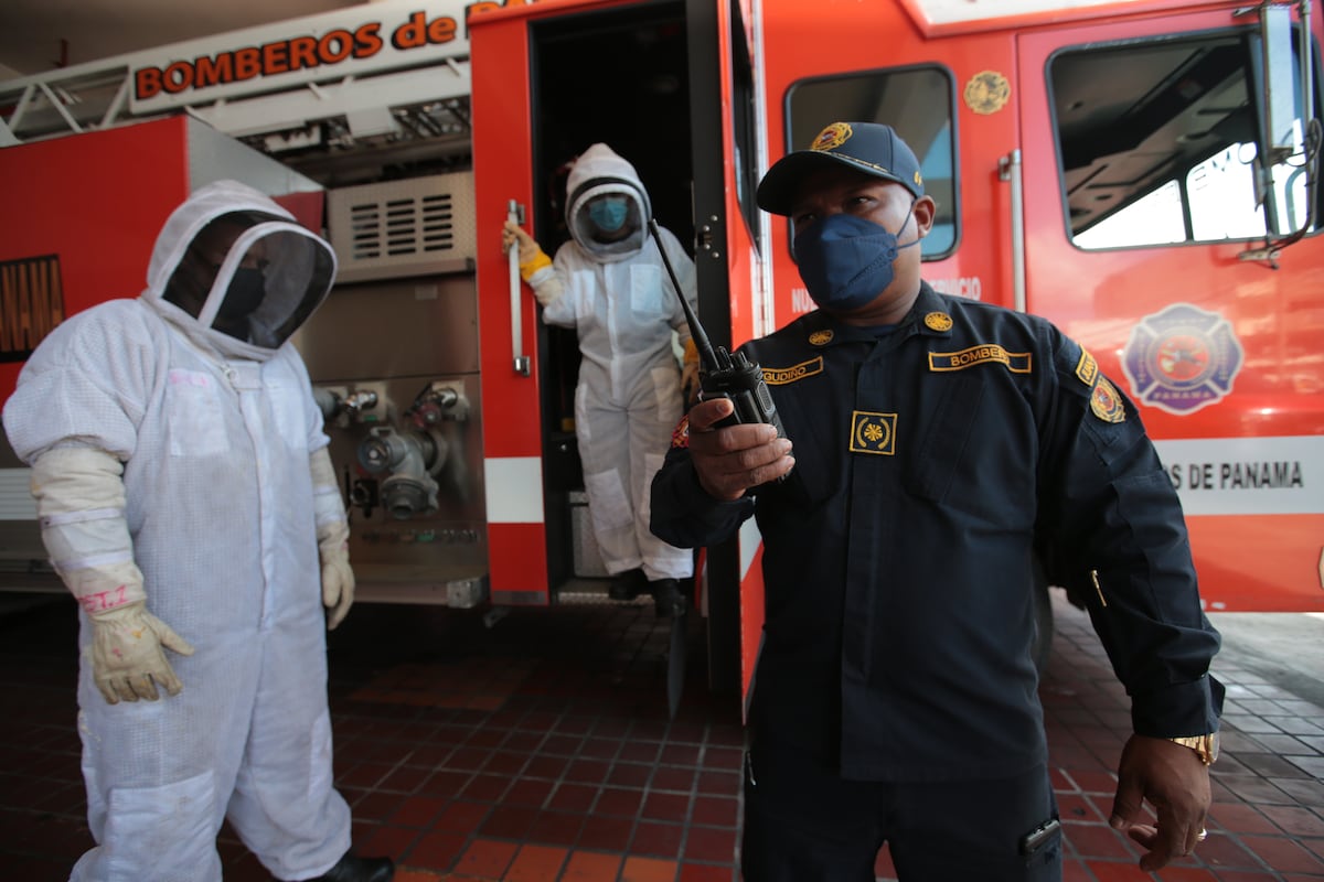 Abejas africanizadas. Sea precavido su picadura puede ser letal