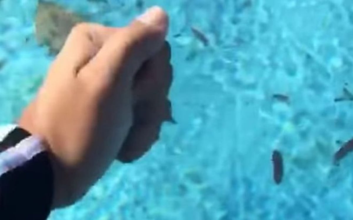 VIDEO| La piscina que se congeló en Florida por el ciclón bomba