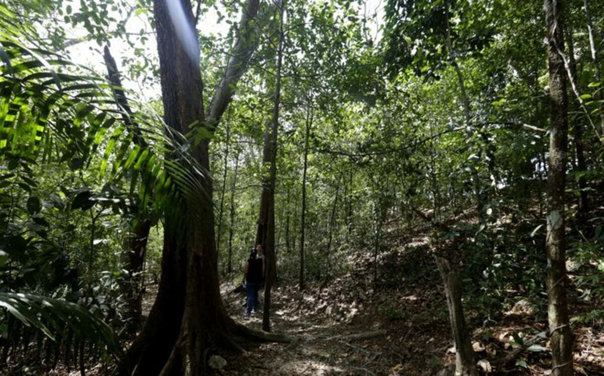 Prohíben el ingreso al Parque Nacional Soberanía y castigan a 4 taladores