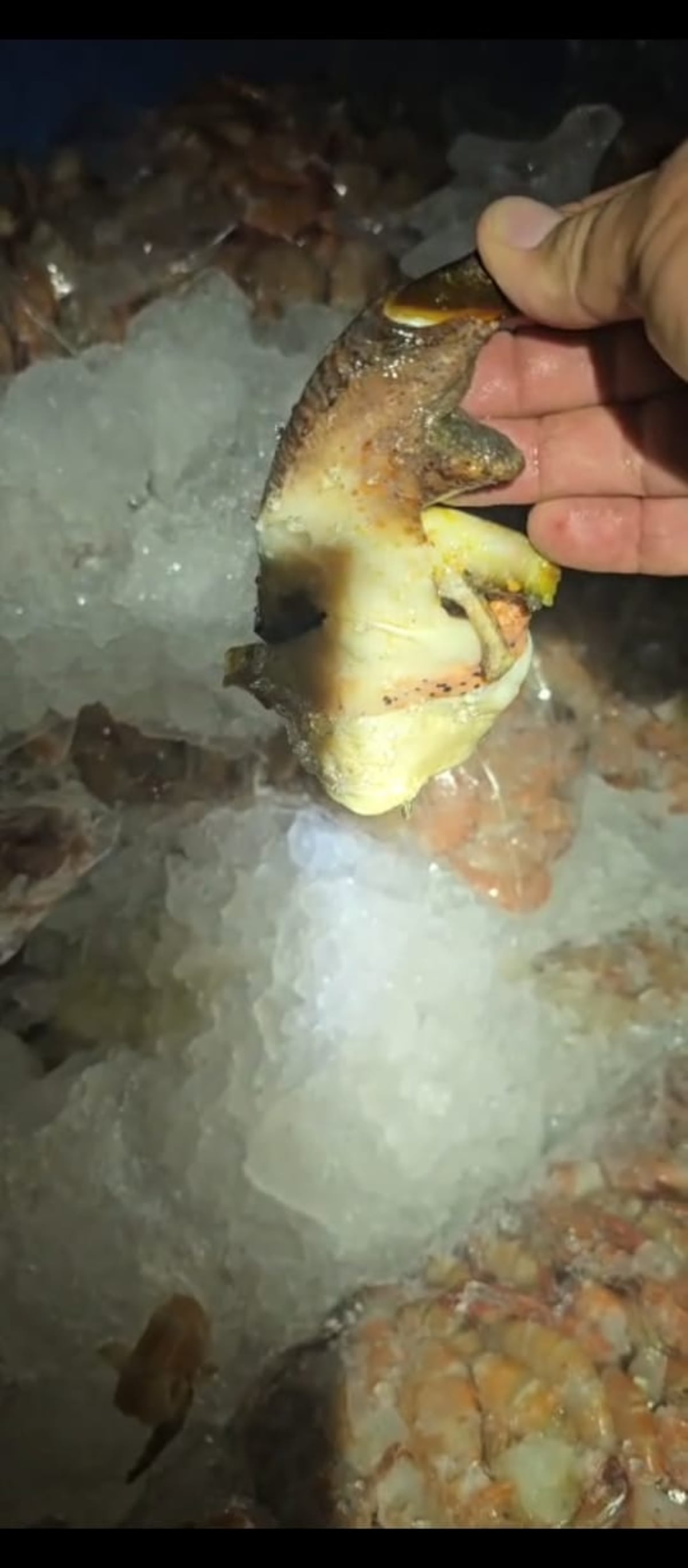 Llevaban camarones y cambute sin permisos y la carga fue retenida en Guabalá