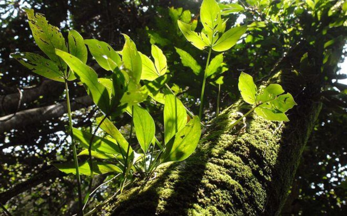 Identifican en Panamá unas 16 nuevas especies de flora y fauna