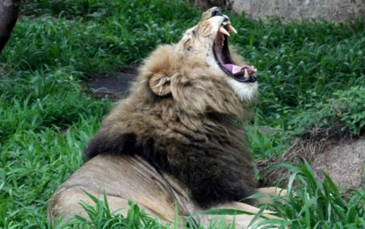 Un cazador profesional muere tiroteado en África al intentar matar un león