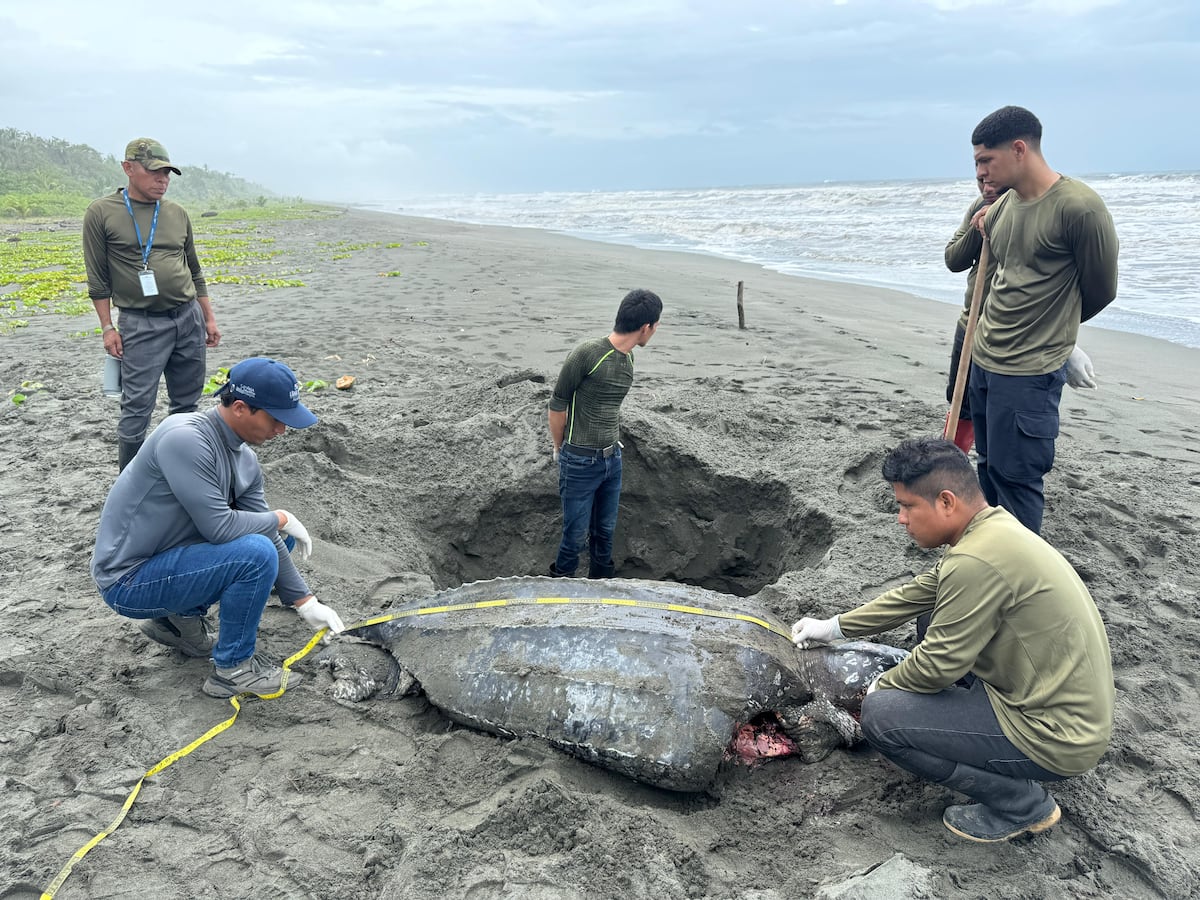 Descuartizan a tortuga baula en pleno desove: Crimen ecológico sacude Bocas del Toro