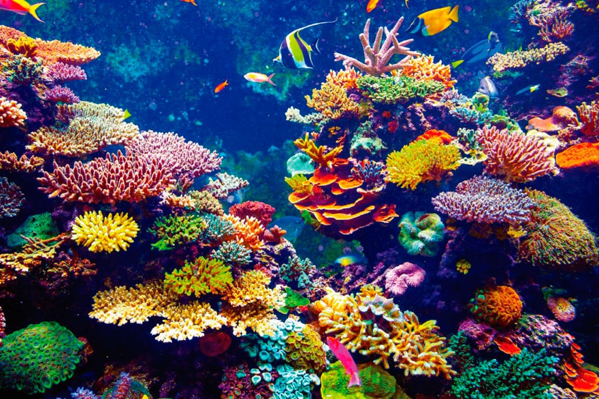 ¡LAMENTABLE! El oso polar y los arrecifes de coral no existirán para el año 2100