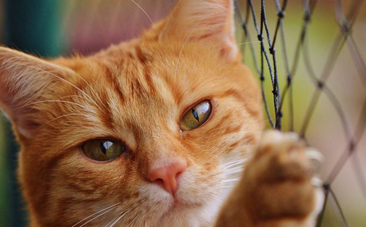 Un gato arruina la entrevista en vivo a un académico y se hace viral | VIDEO