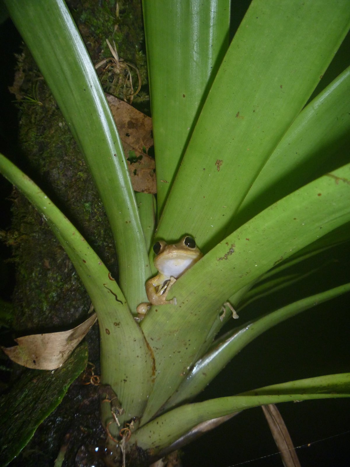 Nueva especie de rana en Panamá se llama ‘Pristimantis gretathunbergae sp. nov.’