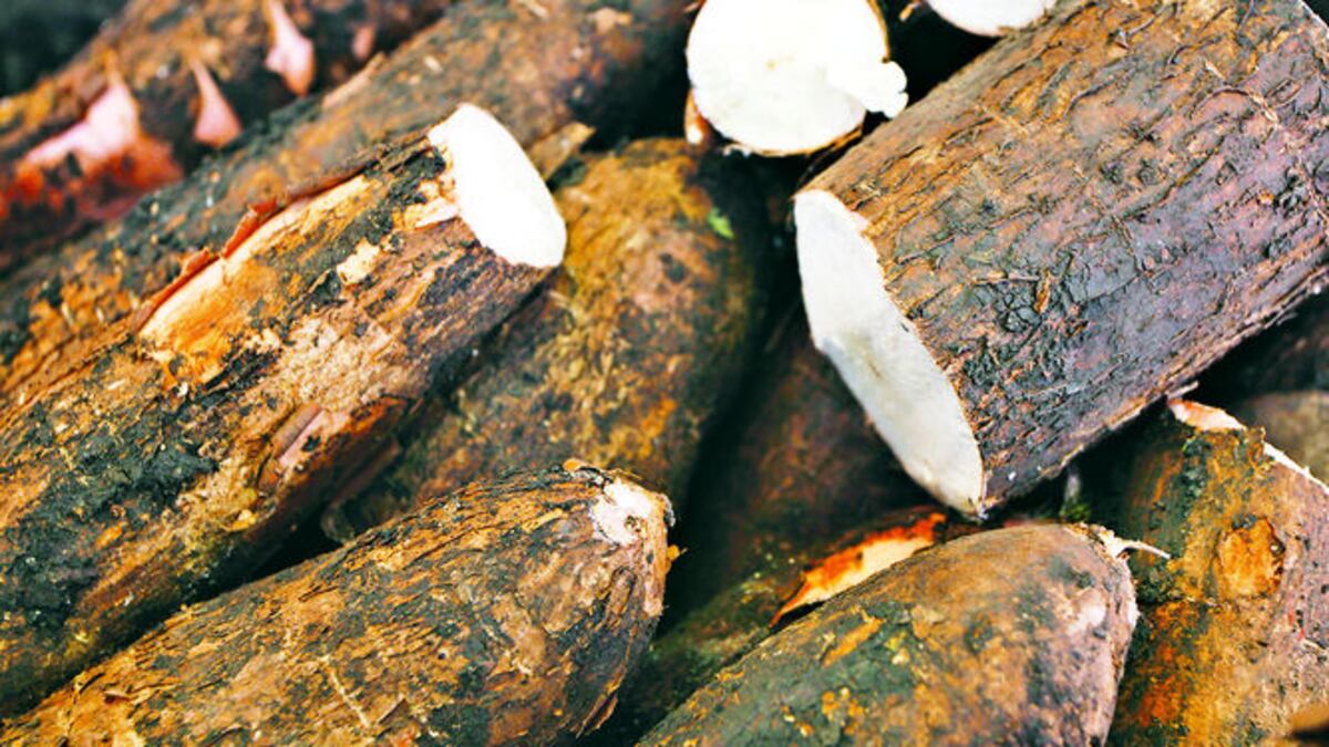 Buscan mercado para la yuca panameña