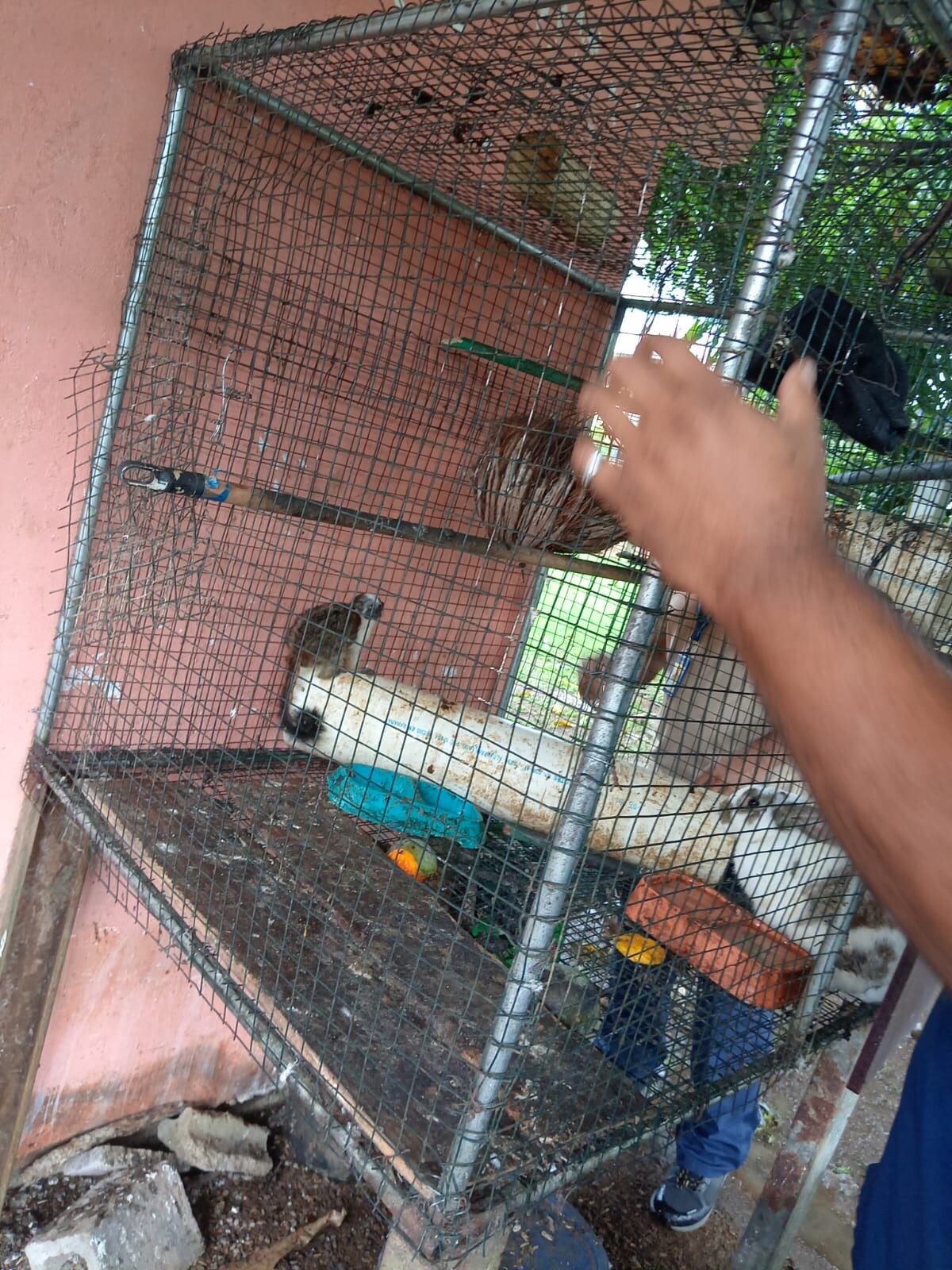 Caso de tenencia Ilegal de fauna silvestre en La Chorrera