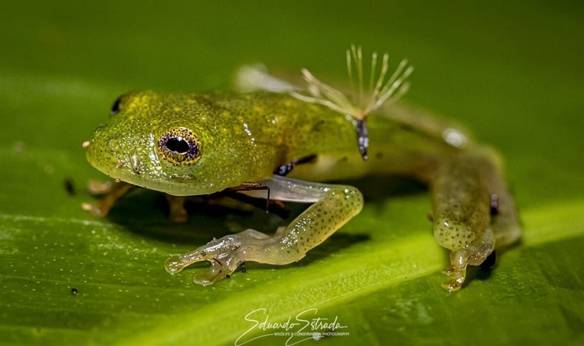 Todas las ranas ‘cristal’ ahora están protegidas