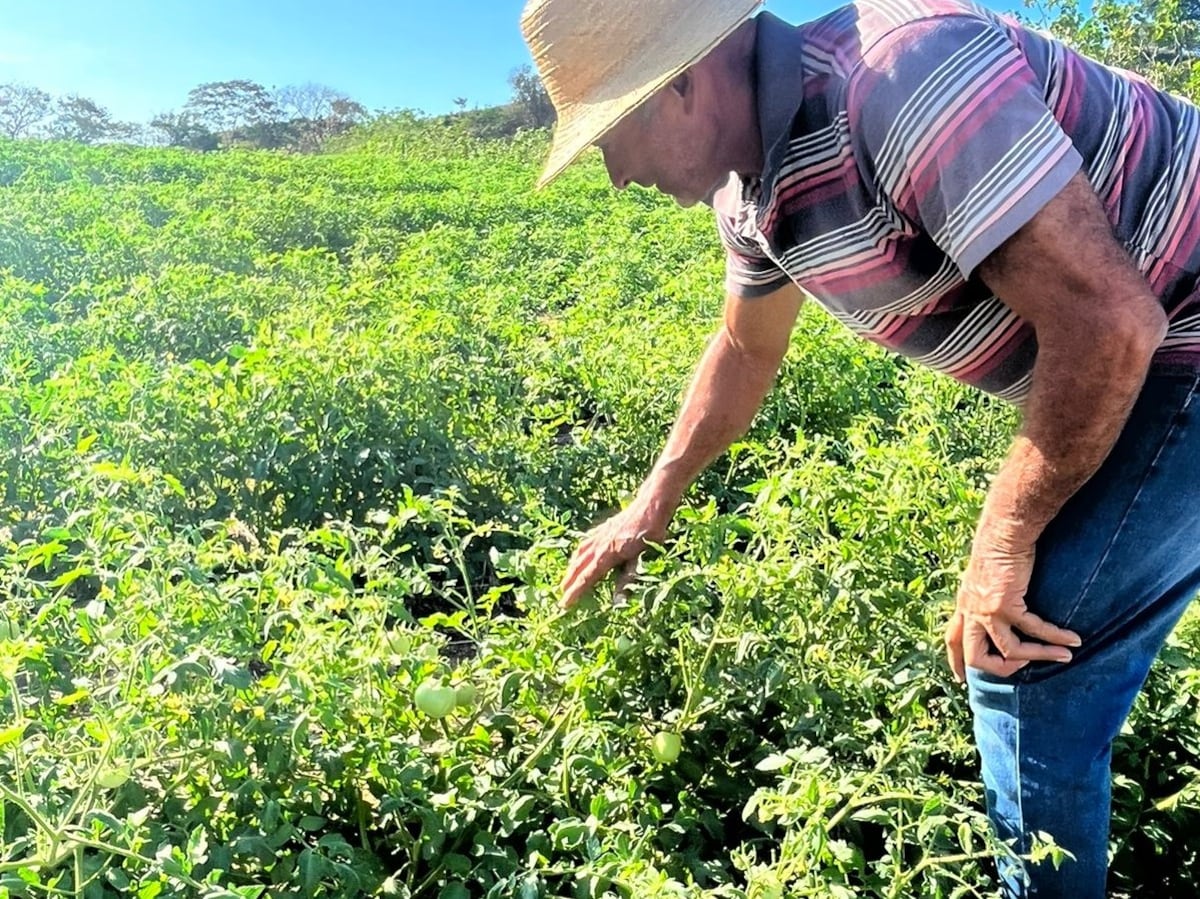 Técnicos en Los Santos aprenden trucos para que le tomate sea más sano y barato