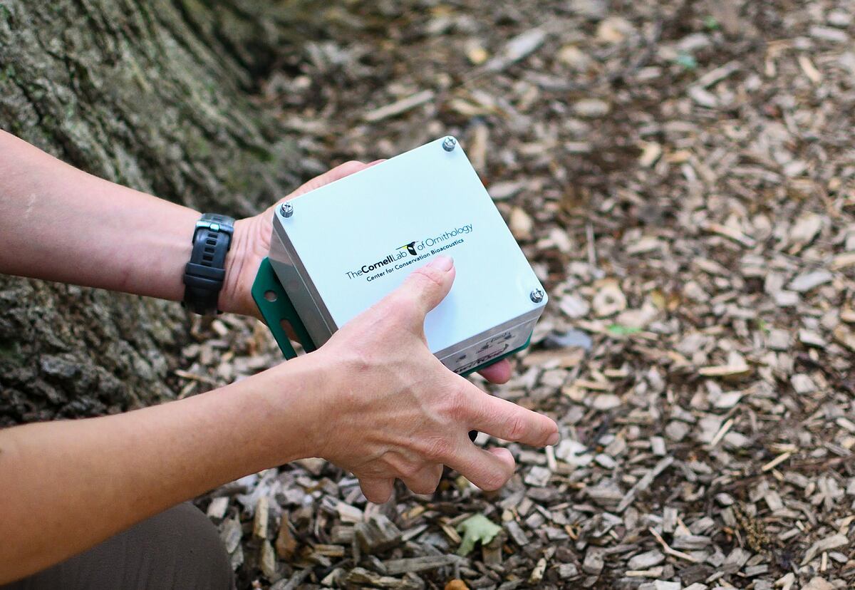 Escuchar a los saltamontes: la nueva forma de estudiar insectos tropicales en Panamá