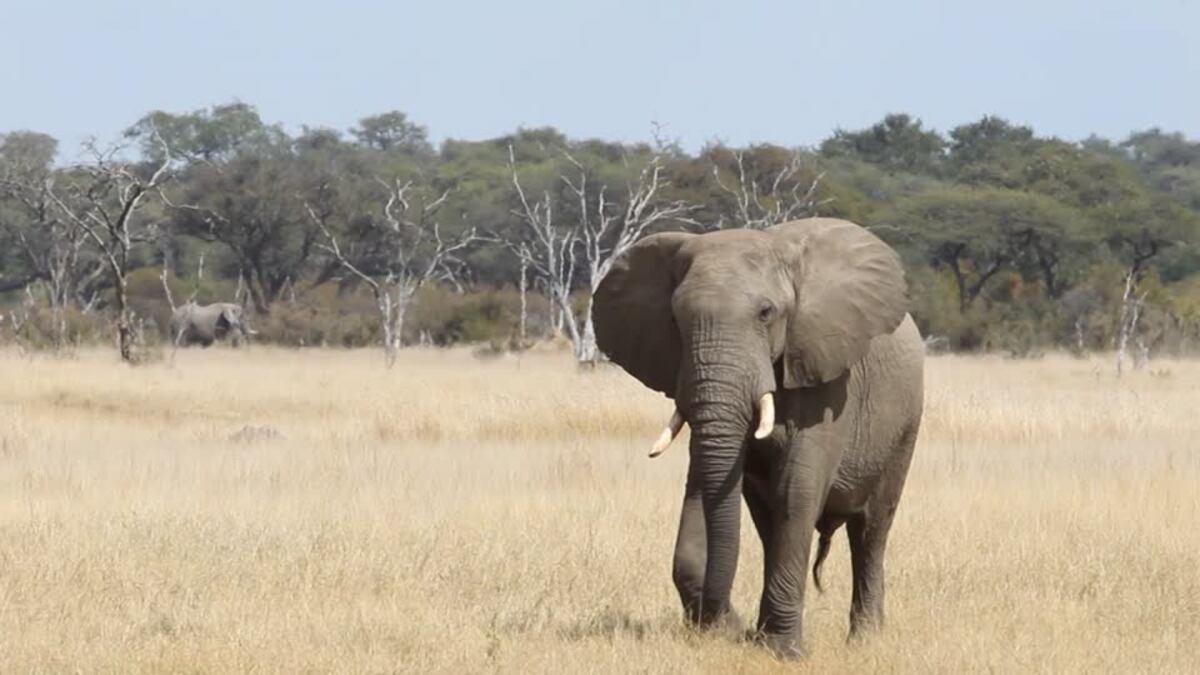 Elefante mata a pisotones a turista alemana en parque natural de Zimbabue