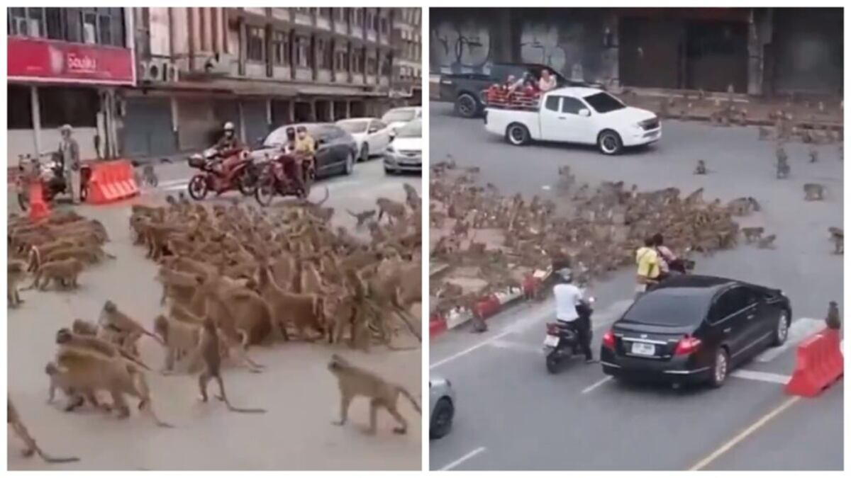 ¡Choque de monos! Una batalla épica en las calles de Tailandia