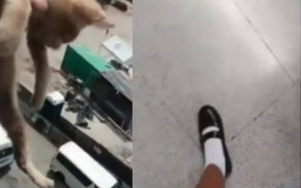 MEDUCA REACCIONA. Sancionará a estudiantes que matan a gato en video 