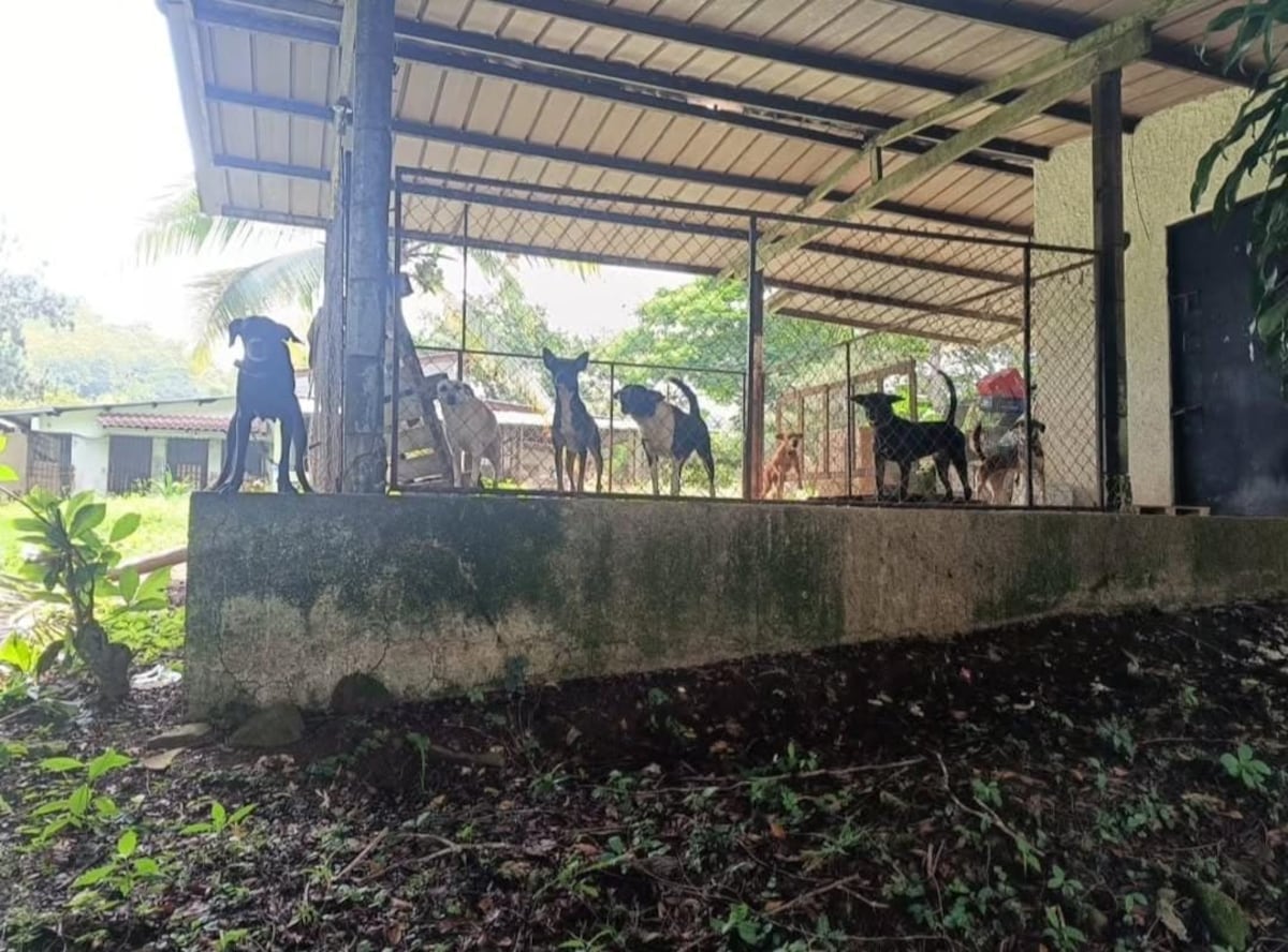 ¡Quedó suelta! Le quitan la detención provisional a una de las mujeres del caso de los más de 200 animales maltratados en albergue de Arraiján