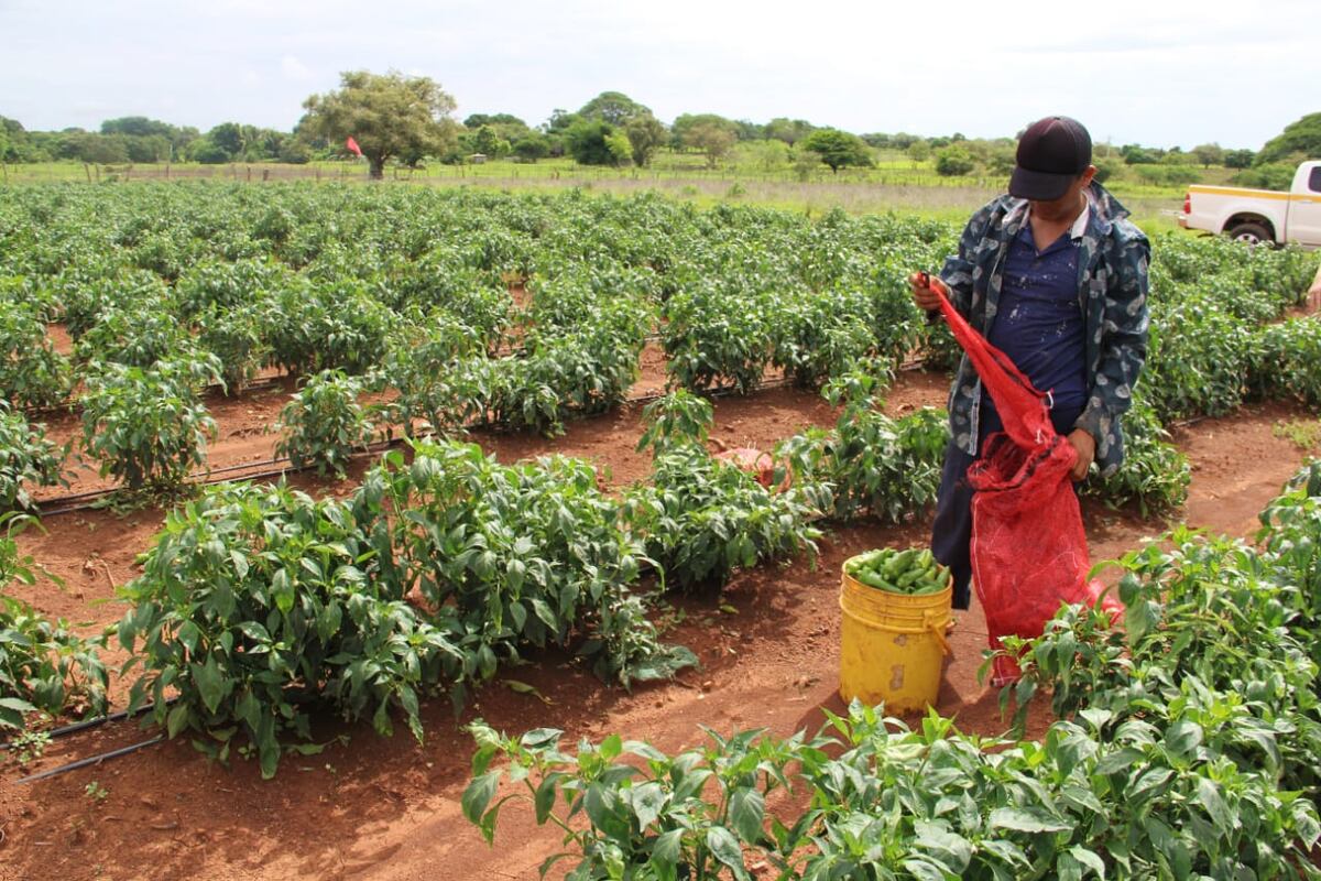 Los agricultores panameños podrán saber ahora un poco más sobre la siembra y cosecha 