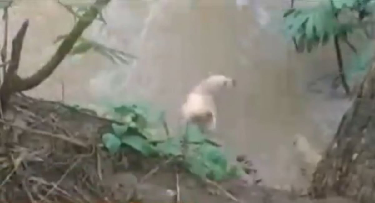 Culpables por tirar perro a los lagartos