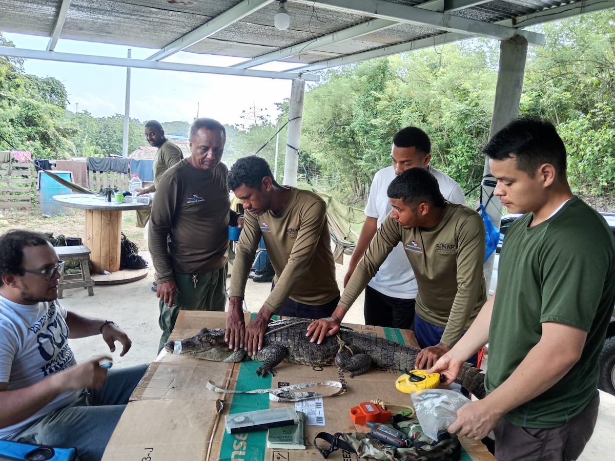 Cocodrilos en Panamá tendrán nuevo protocolo