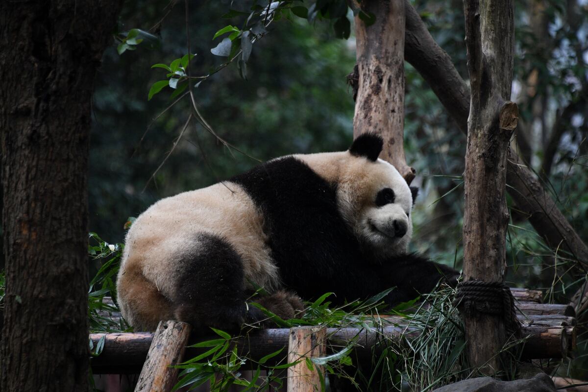 Los pandas: Un tesoro chino que deslumbra al planeta entero