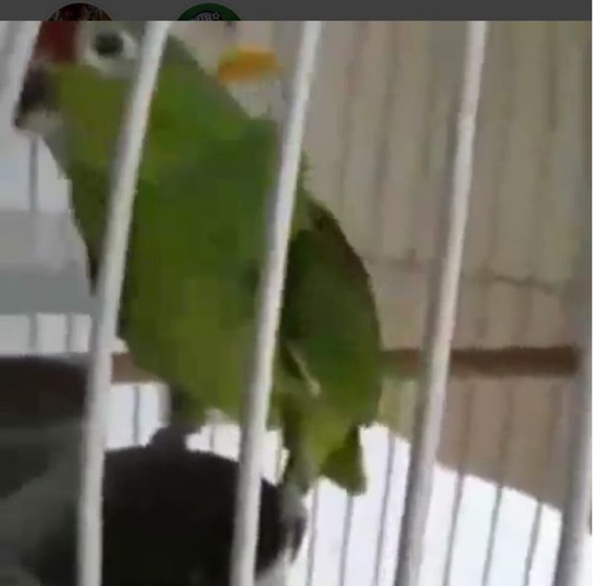 Tienen que oír al loro que le hace barra a Panamá | Video