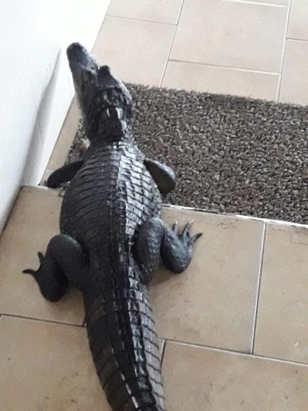 ¡A GUARDAR LAS MASCOTAS! En San Antonio los lagartos salen por las lluvias