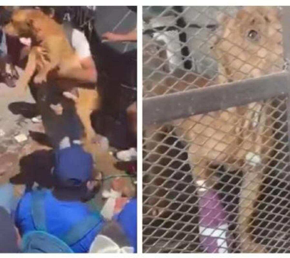 ¡Conmovedor acto de lealtad! Perrito intenta defender a presunta feminicida de la niña Camila durante golpiza en México
