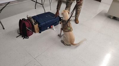 Perro antidrogas descubre éxtasis en el Aeropuerto de Tocumen
