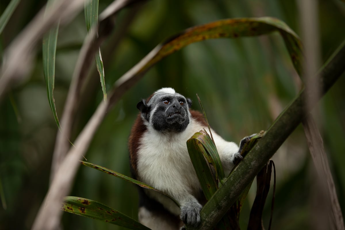 Los riesgos de comer ‘carne de monte’