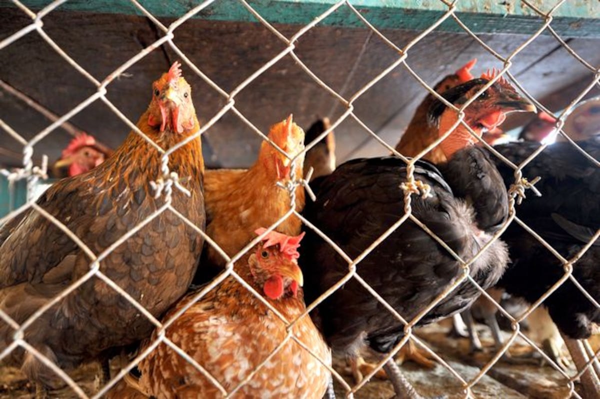 Gallinas se agrupan en una granja y acaban con un zorro