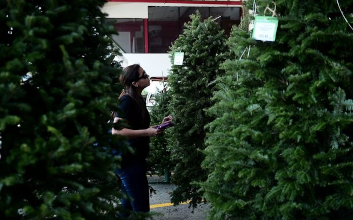 LLEGARON LOS ARBOLITOS. Los precion van de acuerdo con el tamaño y frondosidad