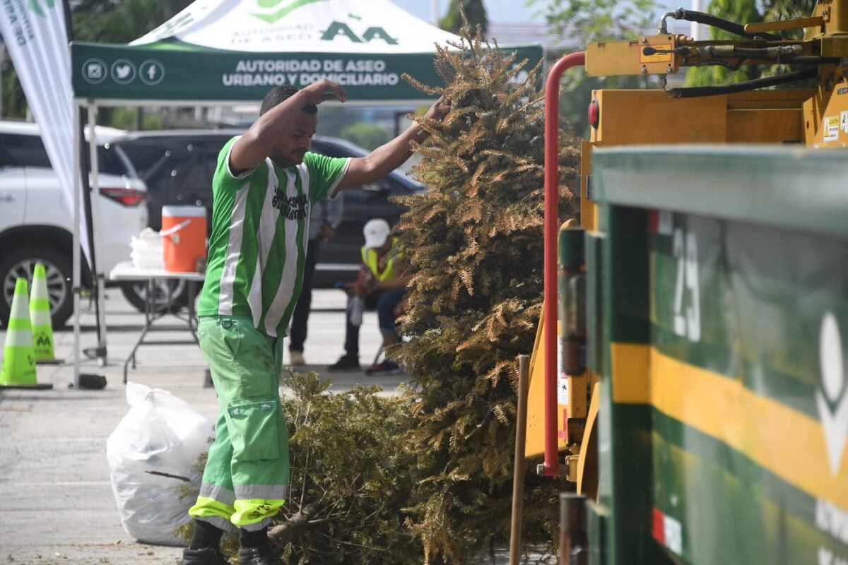 Están recogiendo arbolitos de Navidad. Le diremos dónde y para qué los usarán. Video