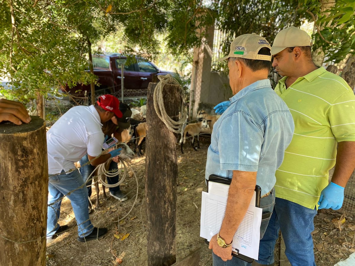Así cuidan las pezuñas y combaten la anemia en hatos de Azuero