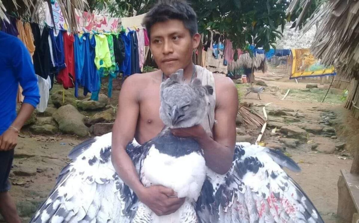 En el Parque Summit no han recibido ninguna Águila Harpía para atención médica