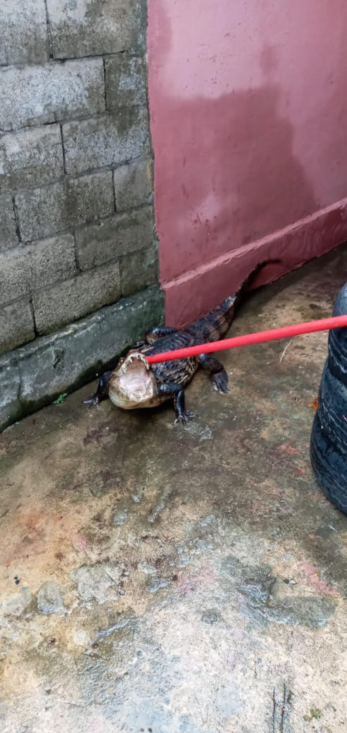 Lagarto se pone furioso por su captura y muerde a funcionario