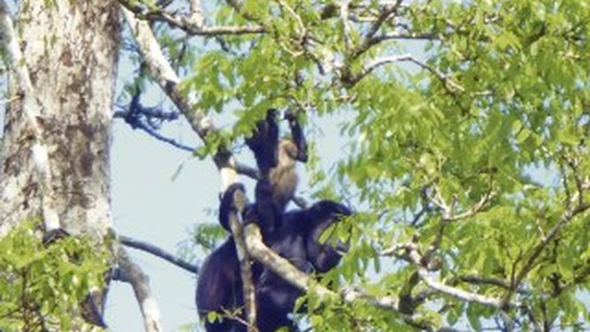 Gritos de auxilio. Desalmados queman casa de monos aulladores en Panamá +Video