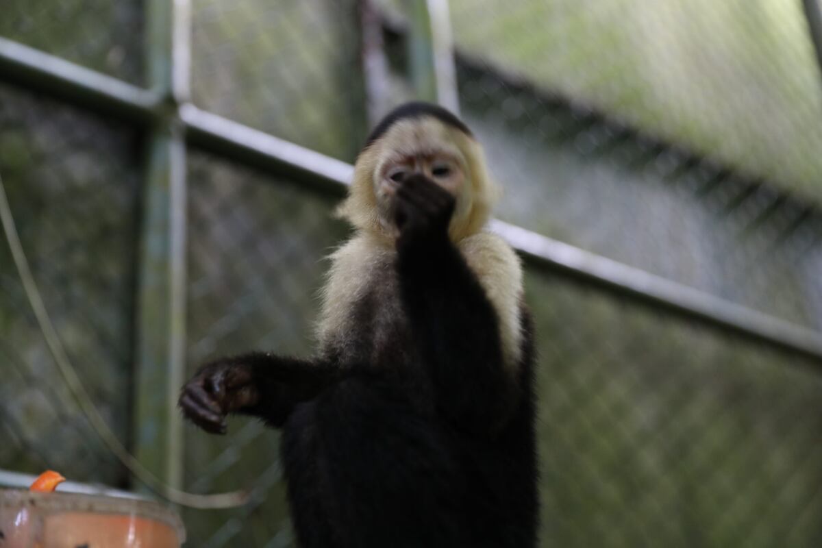 Russo, el monito cara blanca que fue rescatado en Colón, tiene nuevo hogar. Video