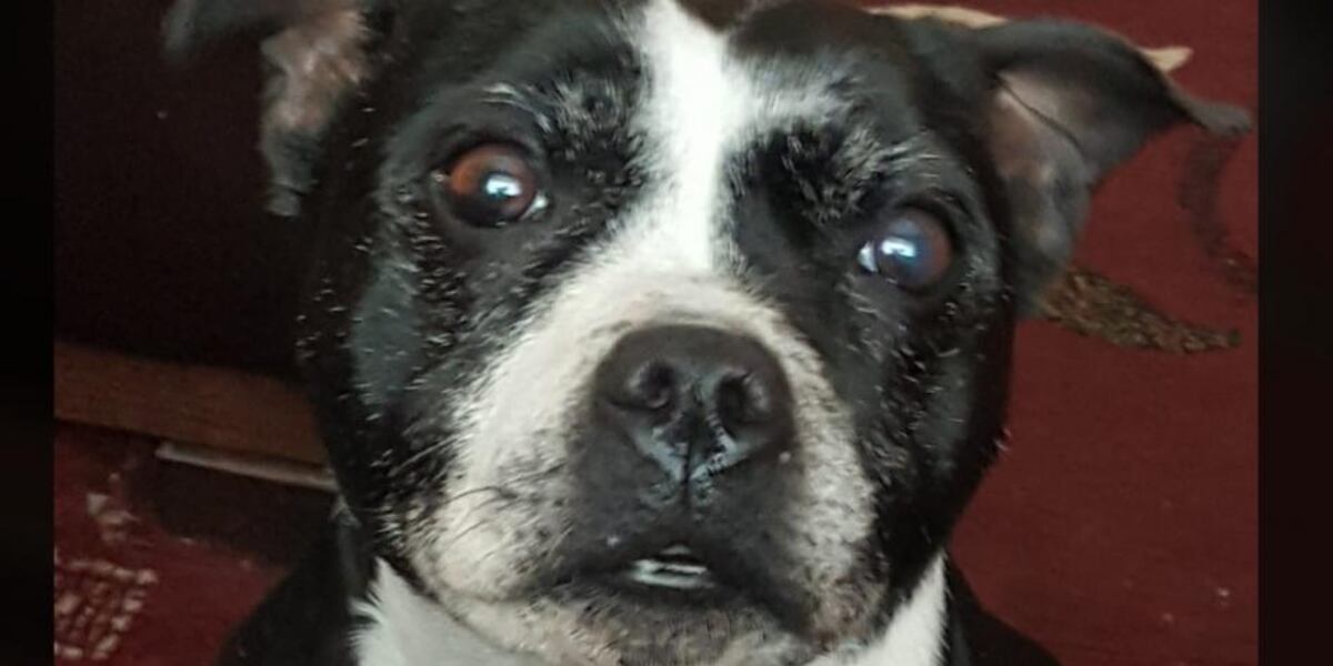 Decapitaron a perrita y tiraron su cuerpo en la casa de su dueña