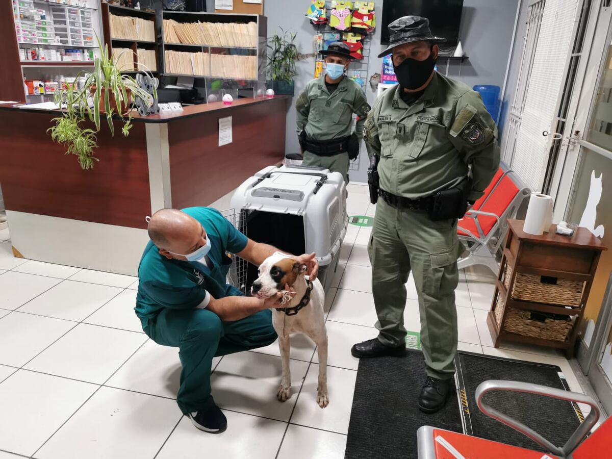 Buscan secuelas en perro que fue rociado con gas pimienta fue atendido con especialistas