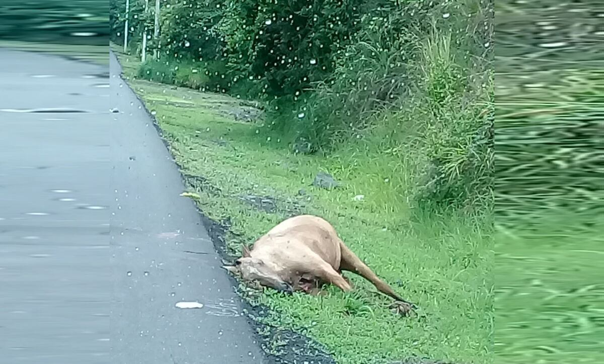 Yegua mata a su jinete en plena vía en Veraguas