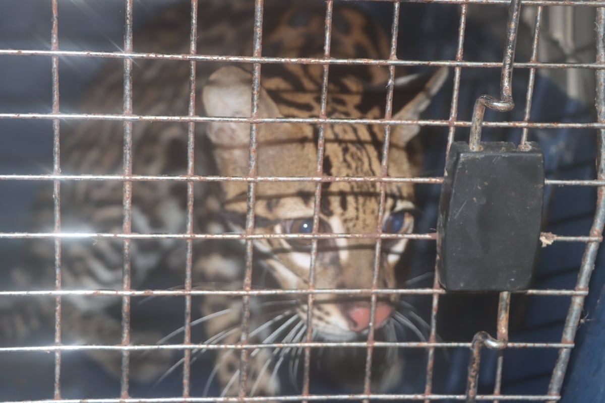 Exitoso operativo de liberación de fauna silvestre en Panamá: Una llamada a la conciencia ciudadana