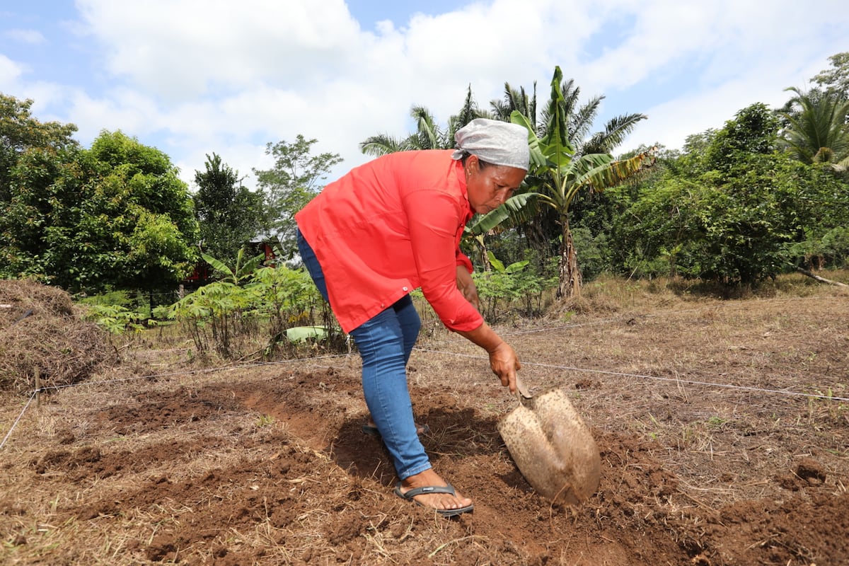 Con machete y botas: así trabaja Aida Rodríguez, una guerrera del campo en Panamá