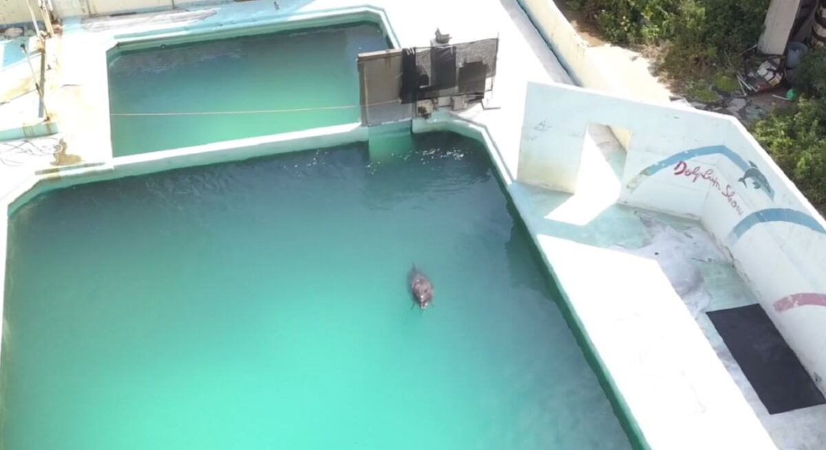 Ante el cierre de acuario abandonan a delfín y pingüinos en alberca