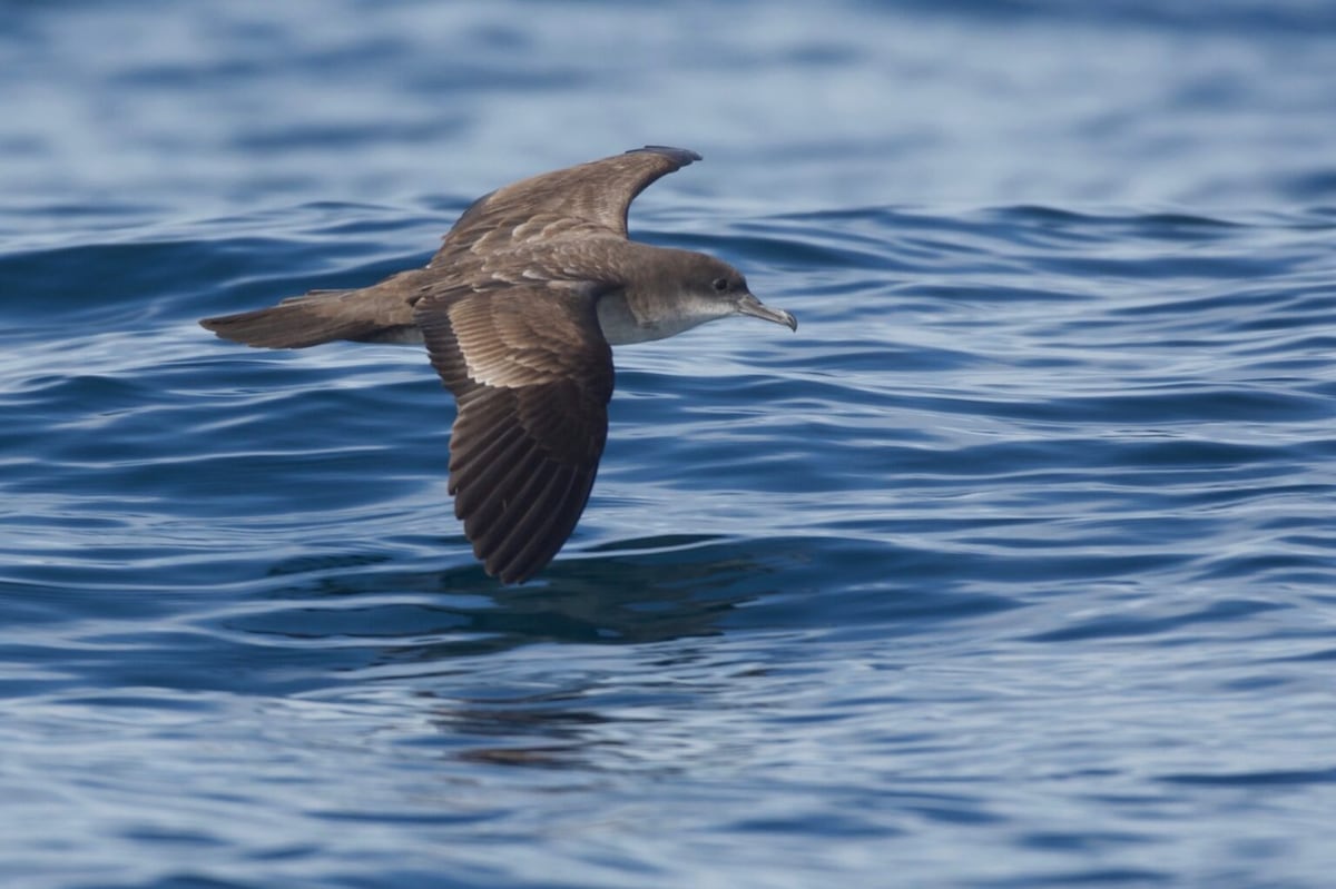 El viaje secreto de las aves que hace escala en Panamá