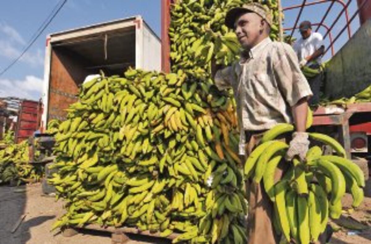 ¡Alerta en Barú! Contrabando de plátano golpea a productores y mercados