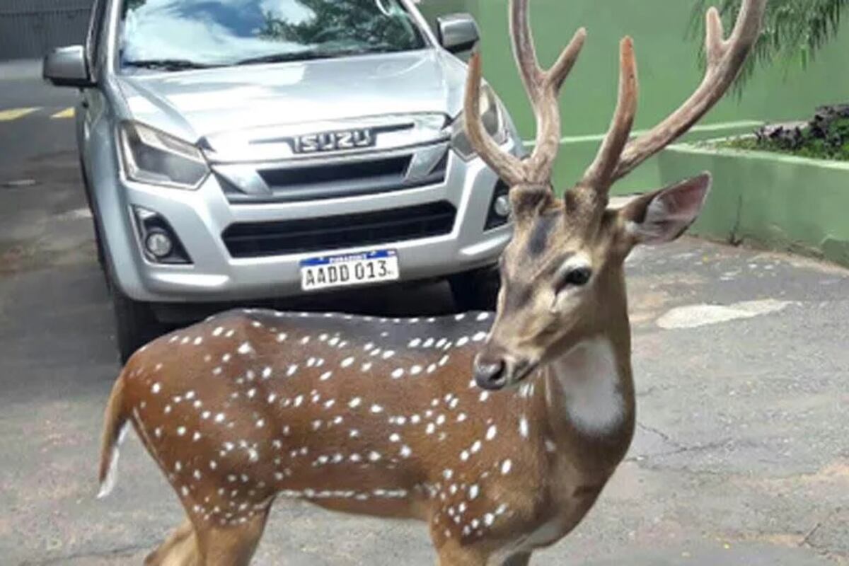 Sargento muere corneado por un venado en la Casa Presidencial