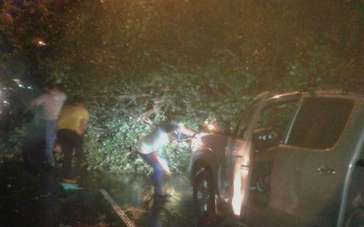 ÁRBOL CAE Y TRANCA LA AUTOPISTA. A  la altura de Loma Cová